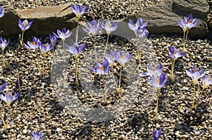 Herbstkrokus, Crocus speciosus