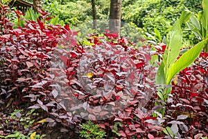 Herbsts bloodleaf or Iresine herbstii or Chicken gizzard or Beefsteak plant or Formosa bloodleaf herbaceous perennial plants with