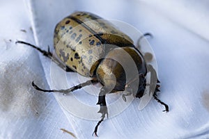 Hercules Beetle