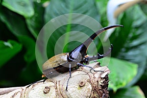 Hercules beetle aka rhino beetle world`s largest extant beetle.