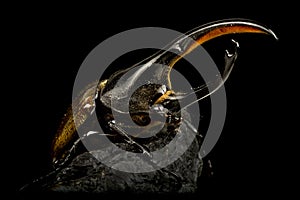 Hercules beetle (Dynastes hercules)