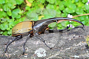 Hercules beetle photo