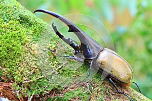 Hercules beetle