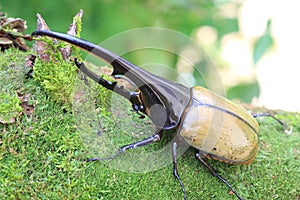Hercules beetle