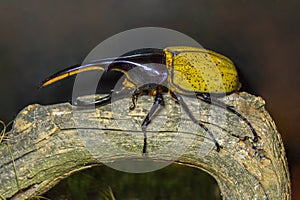 Hercules beetle Dynastes hercules on the snag