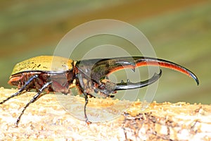 Hercules beetle