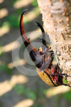 Hercules beetle