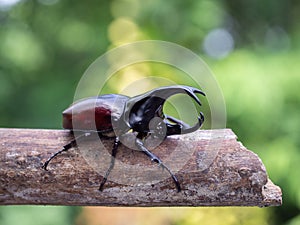 Hercules beetle insect on bamboo