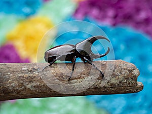 Hercules beetle insect on bamboo