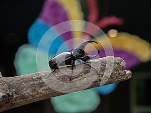 Hercules beetle insect on bamboo