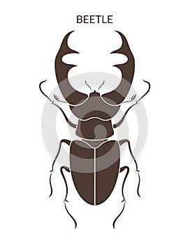 Hercules beetle. insects on white background