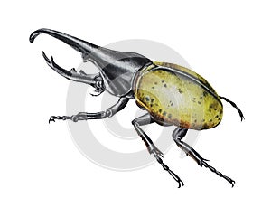 Hercules beetle. Watercolor zoological illustration. Idea for postcards, stickers, book illustrations, realistic image.