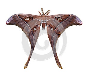 Hercules Moth isolated on white background