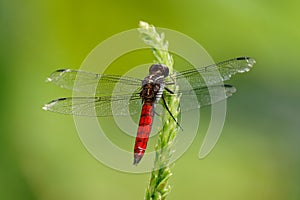 Hercules Skimmer - Libellula herculea dragonfly sitting on the plant with the green bacckground in Costa Rica, Central America