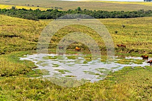 Herd of Aberdeen-Angus cattle cooling in weir water on a farm in southern Brazil