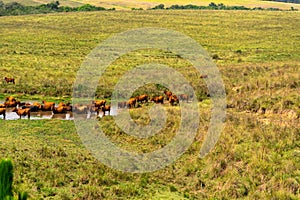 Herd of Aberdeen-Angus cattle cooling in weir water on a farm in southern Brazil