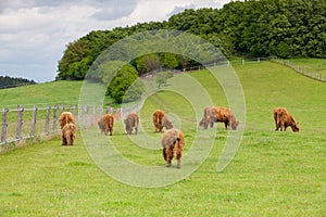 The herd of aberdeen angus on spring meadow