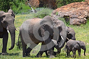 Herd of adult elephants with cubs in Mapungubwe National Park, South Africa