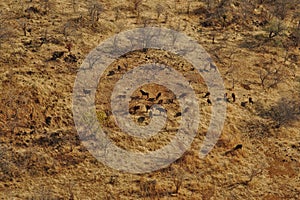 Herd aerial view. Roan antelopes hippotragus equinus seen from helicopter. photo