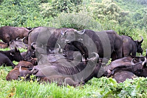 Herd of Afican Buffalo in Serengeti