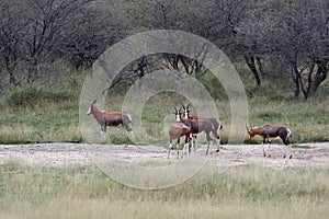 Herd of African antelopes blesbok in Savannah. Bubaline antelope
