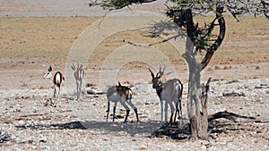 Herd Of African Antelopes In Reserve Are Hiding From Heat In Shade Of Tree