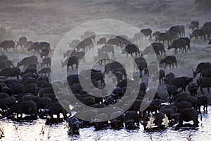 HERD OF AFRICAN BUFFALO (CAPE BUFFALO)