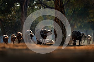 Herd of African Buffalo, Cyncerus cafer, in the dark forest, Mana Pools, Zimbabwe in Africa. Wildlife scene from Africa nature.