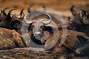 Herd of African Buffalo, Cyncerus cafer, in the dark forest, Moremi, Botswana in Africa. Wildlife scene from Africa nature. Big