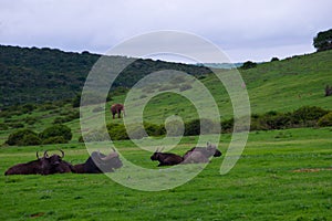 Herd of african buffalo syncerus caffer