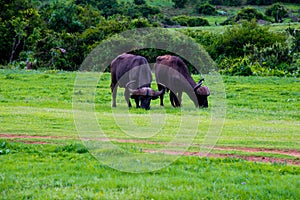 Herd of african buffalo syncerus caffer