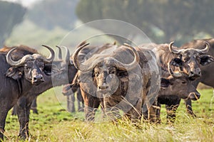 Herd of African Buffalo  Syncerus caffer, Queen Elizabeth National Park, Uganda.