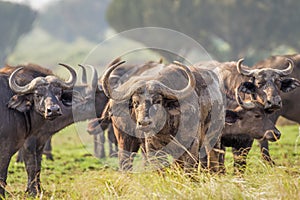 Herd of African Buffalo  Syncerus caffer, Queen Elizabeth National Park, Uganda. photo