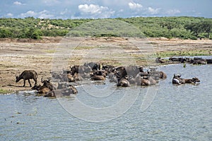 Herd of African Buffaloes