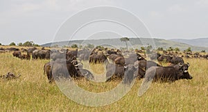 Herd of african buffaloes