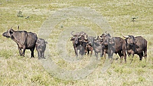 A herd of African buffaloes on a green plain