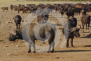 Herd of African buffaloes in Kruger national park, South Africa.