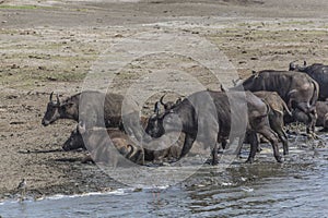 Herd of African Buffaloes