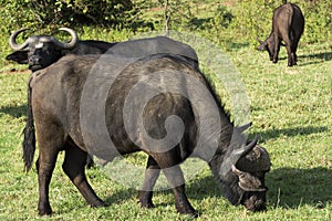 A Herd of African Buffaloes in Masai Mara National Park in Kenya, Africa