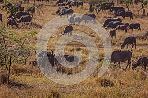 Herd of african buffalos feeding