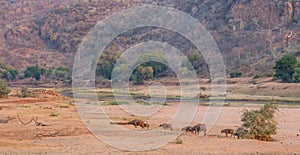 Herd of African bufffalo crossing dry river bed