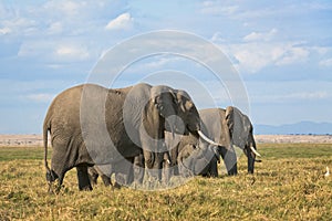 Herd of African Bush Elephants