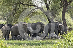 Herd of African Bush elephants