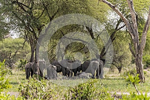 Herd of African Bush elephants