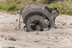 Herd of African Bush elephants