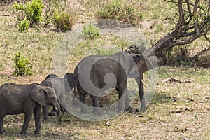 Herd of African Bush elephants