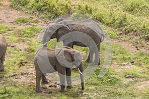 Herd of African Bush elephants