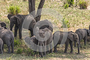 Herd of African Bush elephants