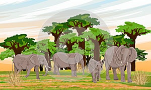 Herd of African Bush Elephants in the savannah with baobab grove.
