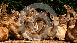 Herd of African deer at Taman Safari Indonesia